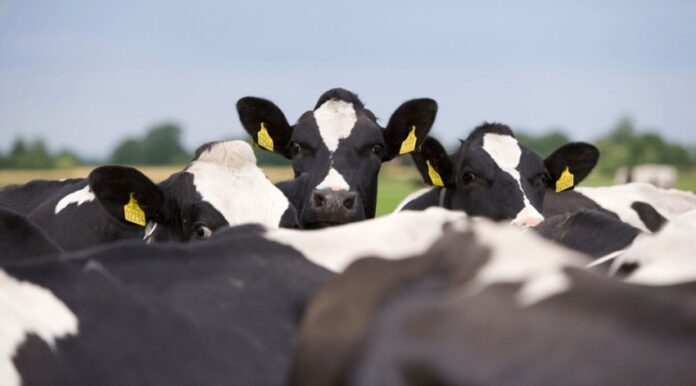 bovine