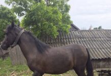 Cal salvat după ce a căzut într-un beci adânc de peste doi metri, în Panaitoaia