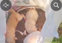Patru cățeluși închiși într-un sac și aruncați la tomberon în Leorda au fost salvați astăzi de către un grup de copilași.