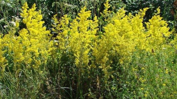sanzienele-un-remediu-din-flora-autohtona-218644
