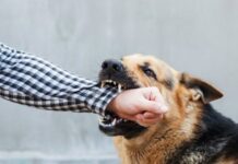 Atenție! Câine cu rabie depistat la Săveni – autoritățile au luat măsuri
