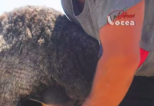 Tu ai fi cioban pentru banii ăștia? (video)