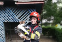 Pompierii alături de un grup de copii, îngerii păzitori ai unei pisici