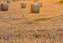 Canicula lasă Europa fără recolte👉 România este privilegiată👇
