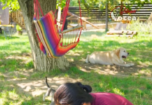 VIDEO| Pictorul vietnamez Can Manh Toung ne-a arătat pas cu pas cum ia naștere un tablou.