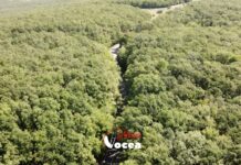 Pădurea Gorovei, privită de sus (Video)