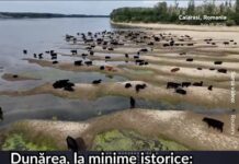 Record negativ. Dunărea, la un nivel critic. Transportul de mărfuri este tot mai afectat (Video)