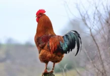 Am trăit s-o vedem și pe asta! (Video)