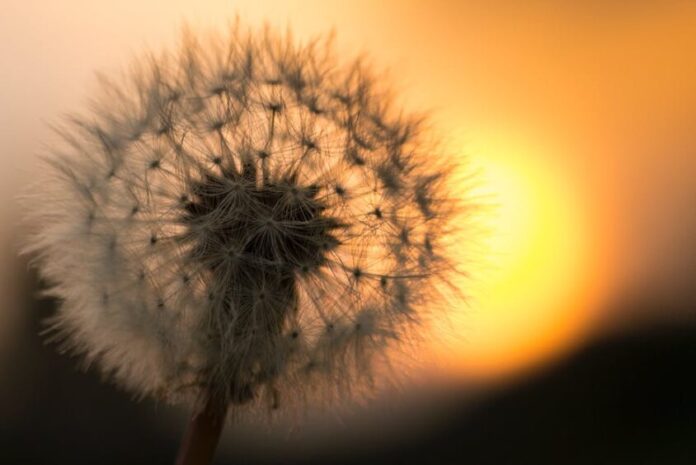 floare-845x564