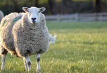 Cu o bere, o vorbă schimbată și câteva glume, ziua trece de parcă nici n-ar fi fost! (Video)