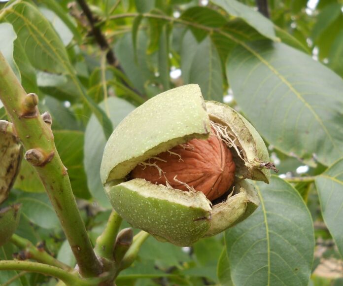 plantatie-de-nuci